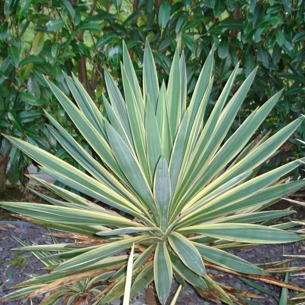 YUCCA VARIEGATA C12