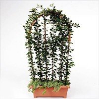 FICUS LYRATA P17 H100