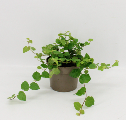 FICUS PUMILA 'GREEN SUNNY' P9 H15