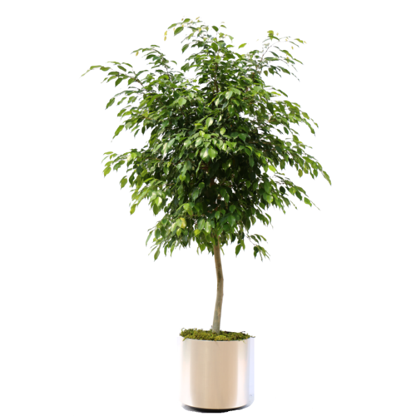 FICUS PUMILA P19