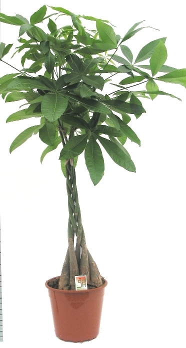PACHIRA AQUATICA P27 H150 ARBORELE NOROCOS
