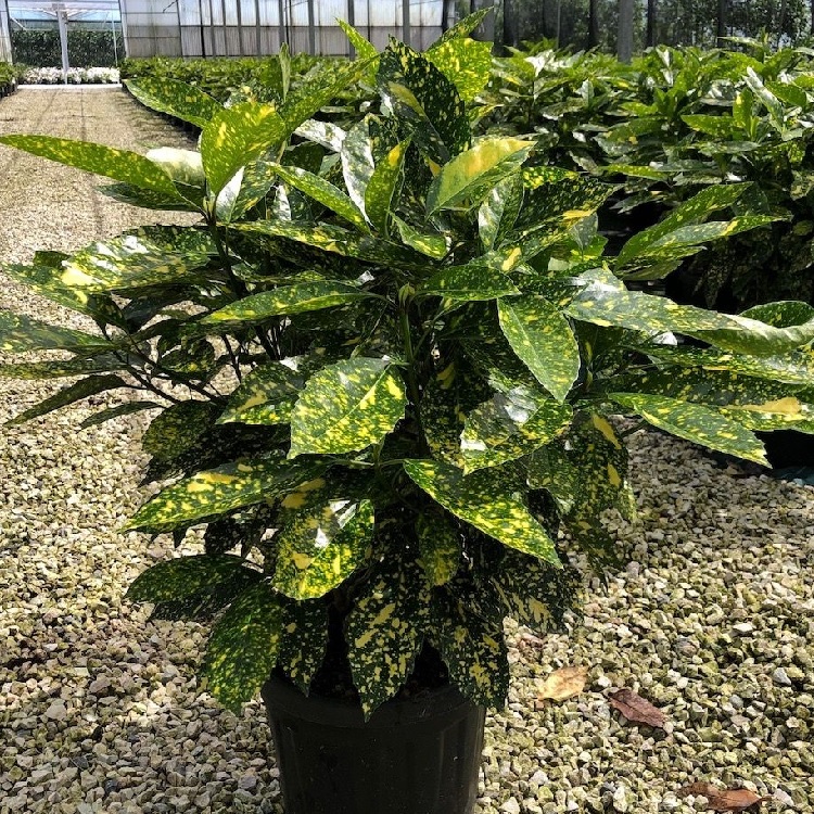 Aucuba japonica C10L Pomul De Aur