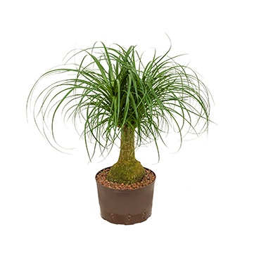 BEAUCARNEA BIFURCADA 60CM  C35 H80-90