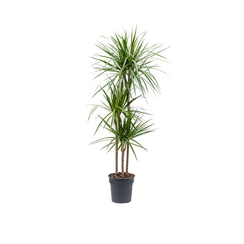 DRACAENA MARGINATA P31 H150