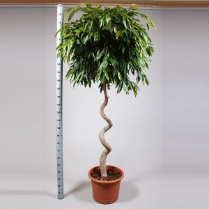 FICUS BINNENDIIJKI  AMSTEL KING C-22