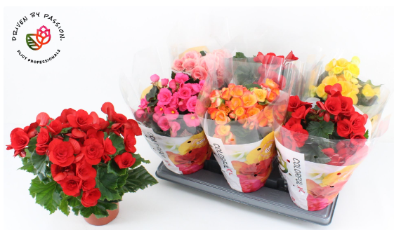 Begonia (elatior grp.) dubbelbloemig mix P14 H32