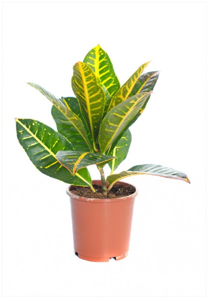 Croton Petra C-25 Ramificado Mix H70-80cm
