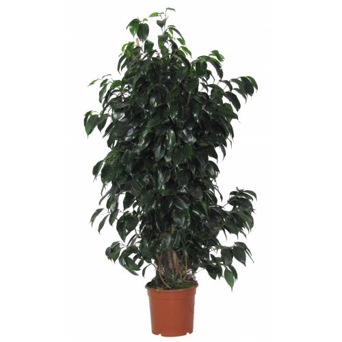 Ficus Benjamina 'Danielle' P27 H140