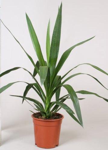 YUCCA ELEPHANTIPE OV P24 H120