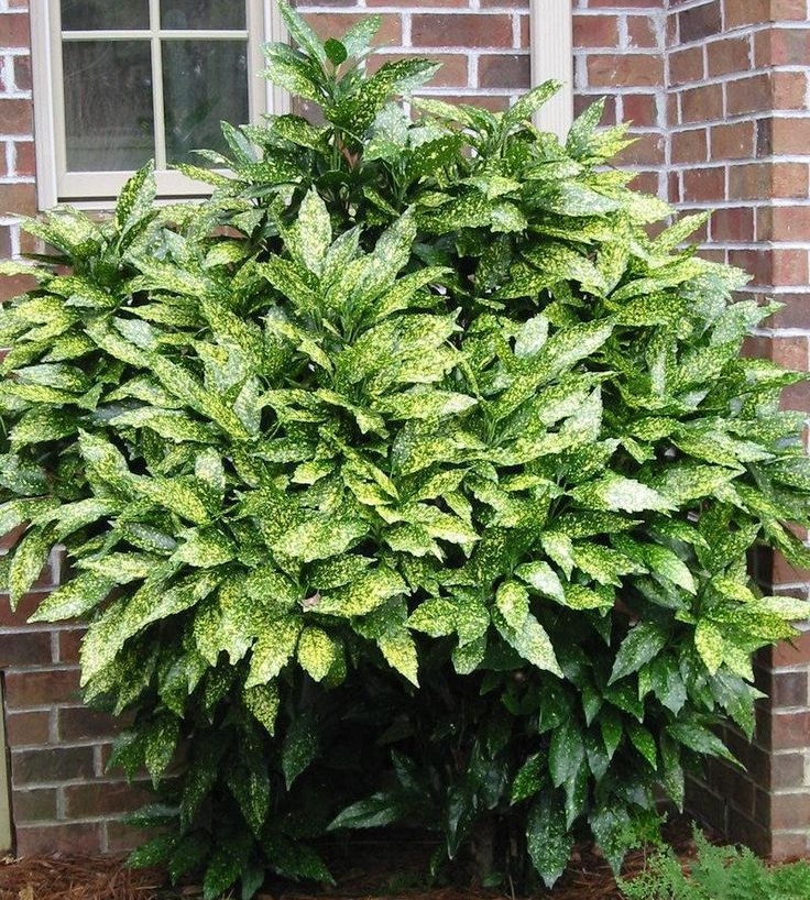 AUCUBA JAPONICA  C5-12 40/60