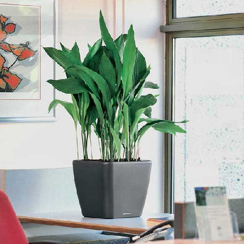 Aspidistra Elatior P19 H80
