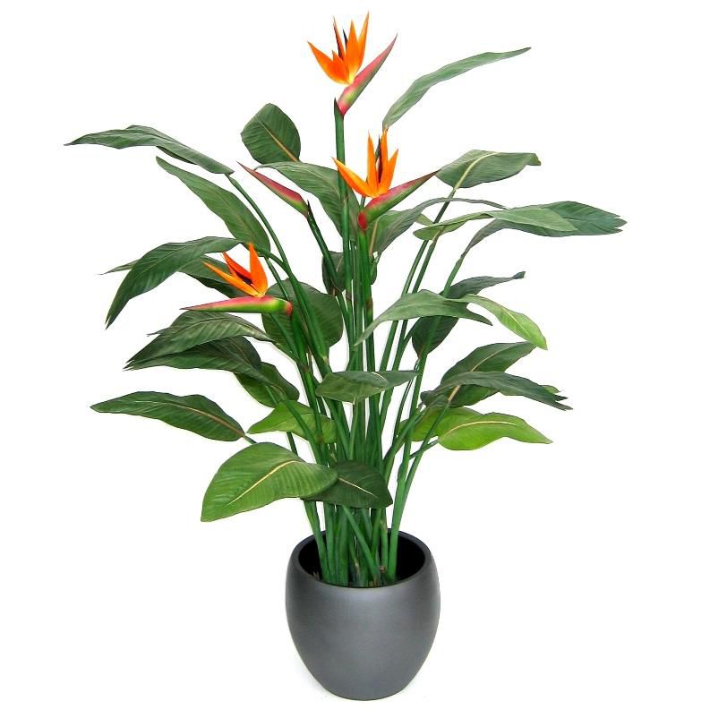 STRELITZIA  REGINAE P12 H40 PASAREA PARADISULUI