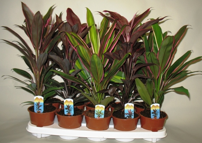 Cordyline fruticosa 'Conga' P12 H45