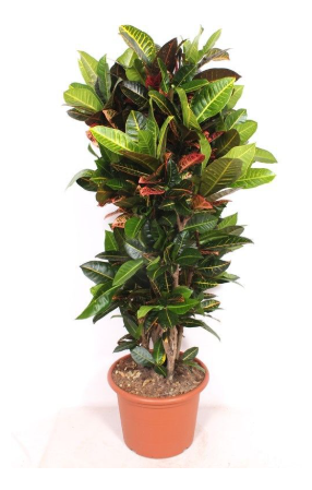 CODIAEUM VARIEGATUM PETRA P40 H 160