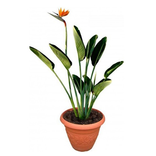 STRELITZIA REGINAE P30 PASAREA PARADISULUI