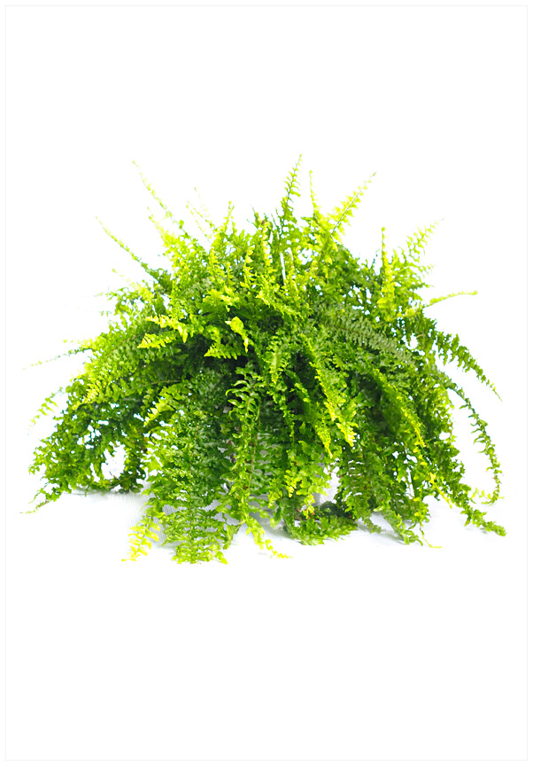 NEPHROLEPIS EXALTATA P20 H60