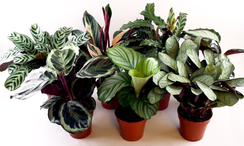 CALATHEA MAKOYANA P14 H45