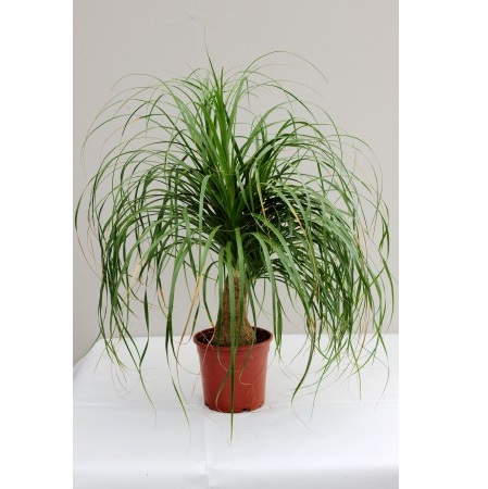 Beaucarnea recurvata P60 H220