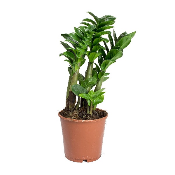 ZAMIOCULCAS ZAMIIFOLIA P12 H40