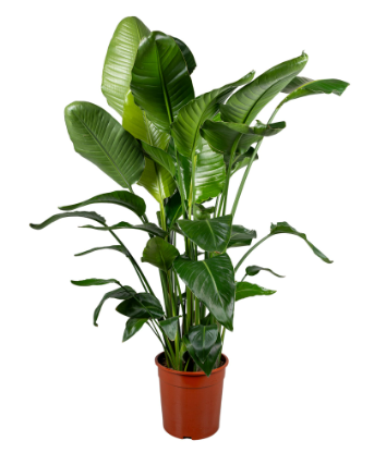 Strelitzia nicolai P27 H130