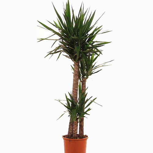 YUCCA JEWEL  M-50 JARDIN