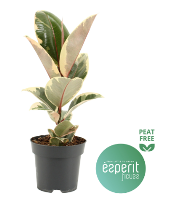 FICUS ELASTICA 'TINEKE' P14 H40