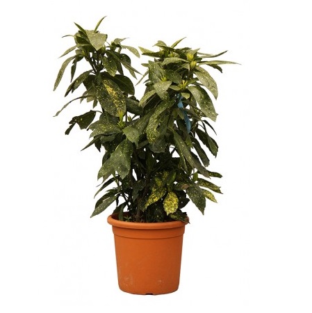AUCUBA JAPONICA 60/80 PC18 POMUL DE AUR