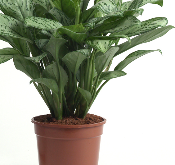 AGLAONEMA P12 H25