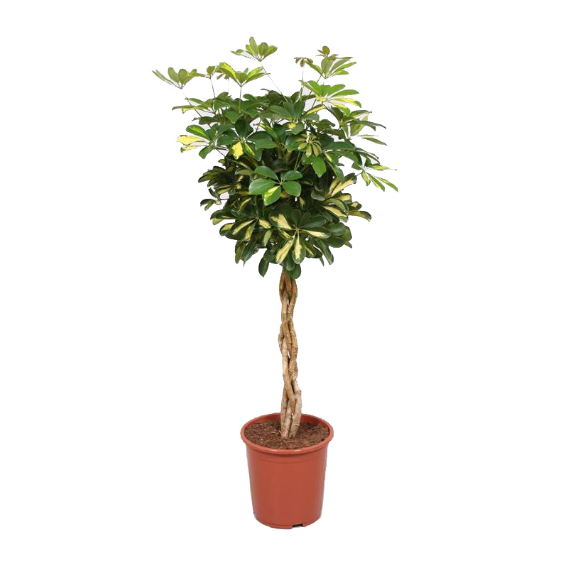 SCHEFFLERA  ARBORICOLA GOLD CAPELLA C22 H100-120