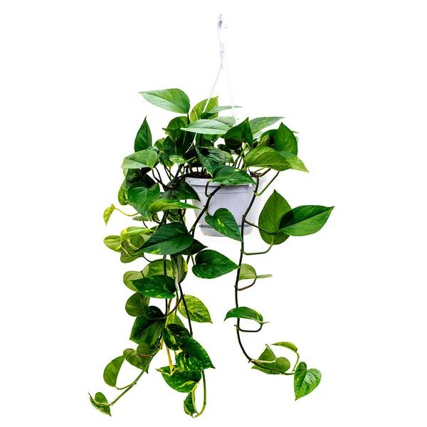 SCINDAPSUS PINNATUM GLOBAL GREEN P12 H20