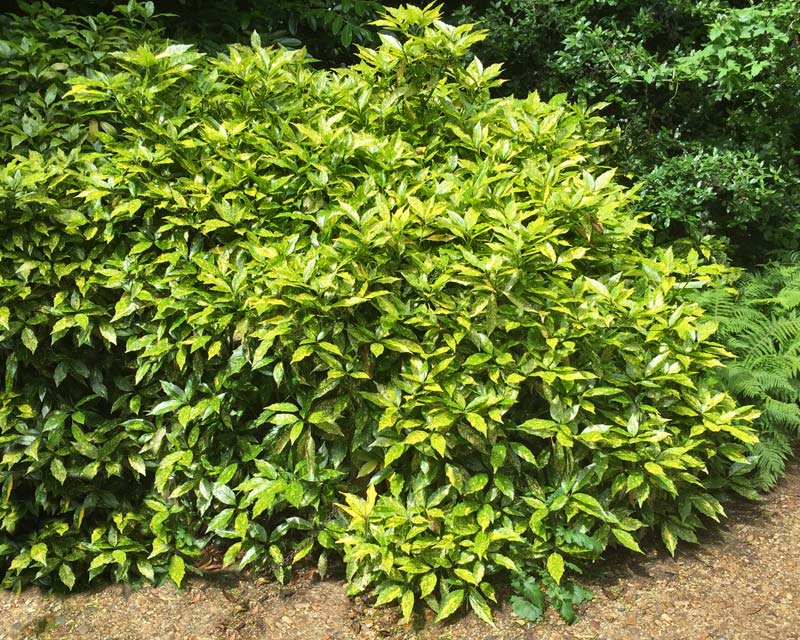 AUCUBA ROZANNIE C15L 60/80