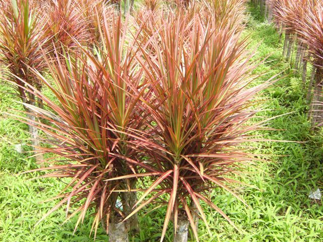 Dracaena marginata 90-60-30-15 cm P27 H140