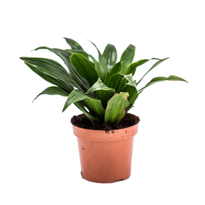 DRACAENA  MIX  P12 H22