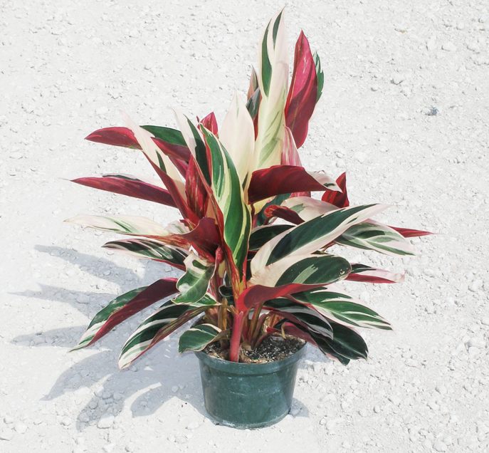 STROMANTHE SANGUINEA P14 H50