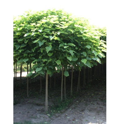 CATALPA BUNGEI C30 10/12