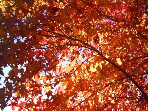 LIQUIDAMBAR STYR.  GUM BALL 8/10 C30L