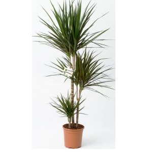 DRACAENA MARGINATA MIX P24 H120