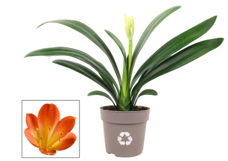 Clivia miniata P13 H40