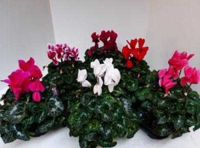 [90CY0015] CYCLAMEN MIX P13 H30