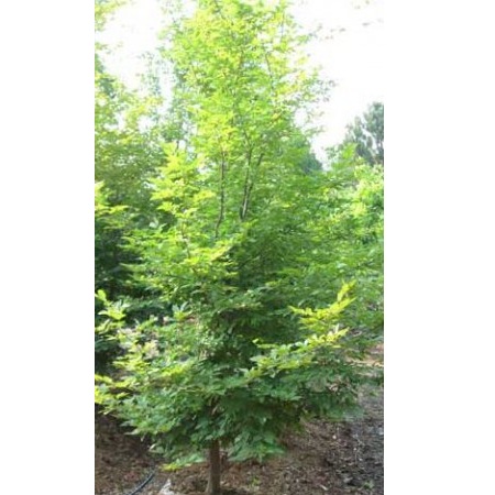 Carpinus Betulus  fastigiata 300/350 balot  Carpen