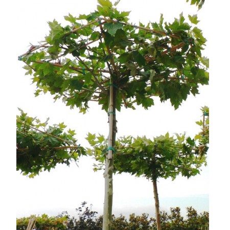 PLATANUS ACERIFOLIA TETTO 18/20 C160L PLATAN