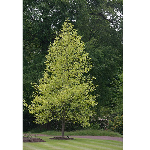 LIRIODENDRON TULIPIFERA   AUREOMARGINATA C160 20/25 ARBORELE LALEA