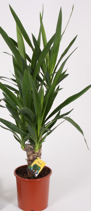 YUCCA P24 H130