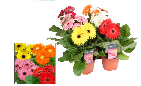 GERBERA MIXED P12 H30