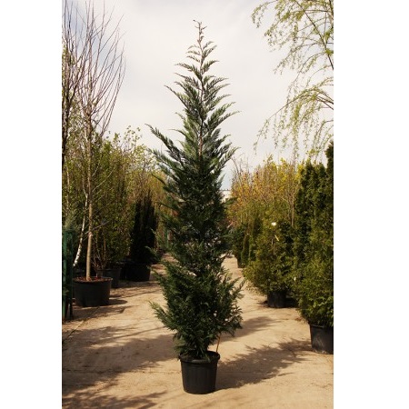 CUPRESSOCYPARIS LEYLANDII 300/350