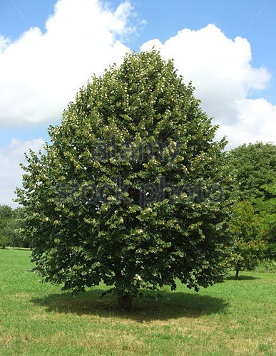 TILIA TOMENTOSA C500L 30/40