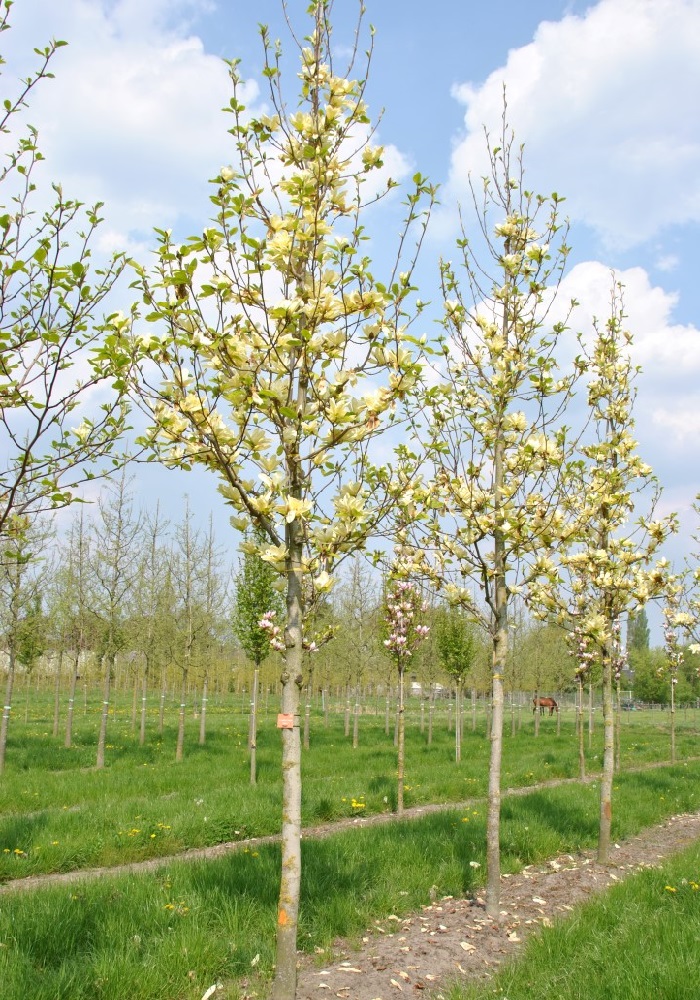 MAGNOLIA  BROOKLYN ENSIS ELISABETH  200/250  C70 L