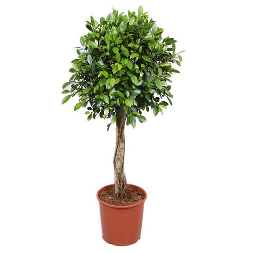 FICUS ELASTICA TINEKE P27 H130