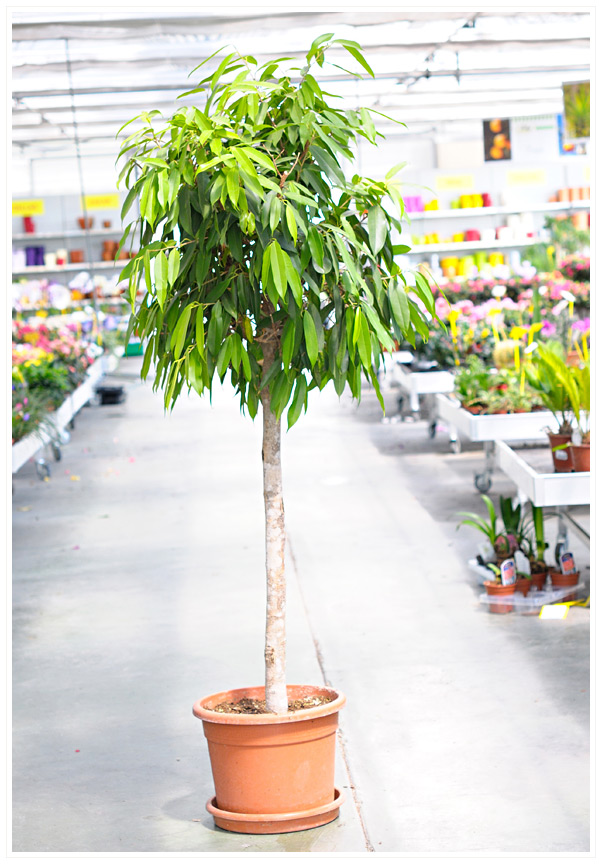 FICUS NITIDA COPA TR M25 H140
