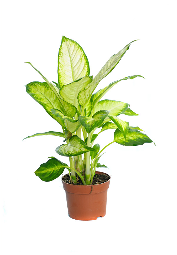 Dieffenbachia seguine 'Maroba' P24 H90